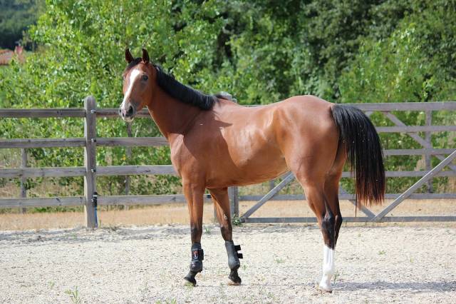 Yegua BWP Caballo de Sangre Belga En venta 2021 Bayo por Hardrock Z