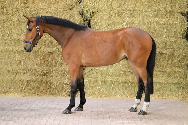 Yegua BWP Caballo de Sangre Belga En venta 2022 Bayo por Gin Flip de Muze Z