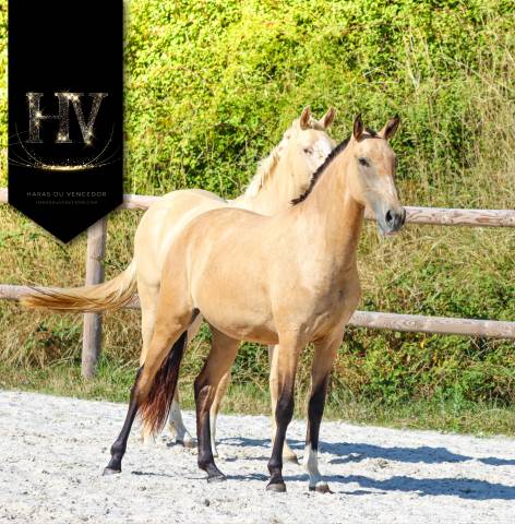 Potranca Lusitano En venta 2023 Isabelo por Jasmim plus