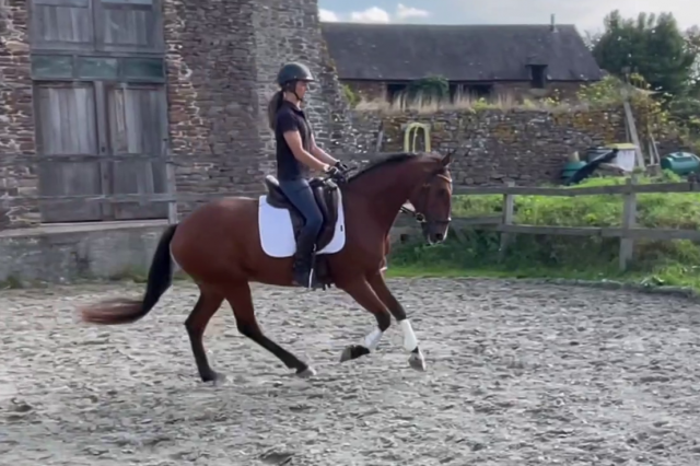 Caballo castrado Lusitano En venta 2019 Bayo por Escorial