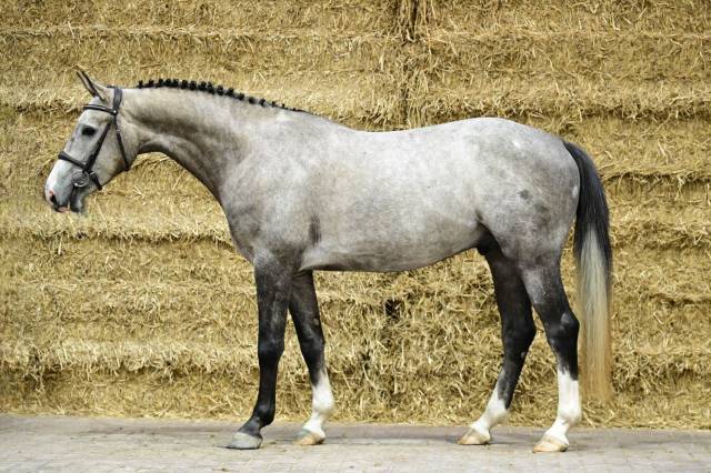 Caballo castrado sBs Caballo de Deporte Belga En venta 2021 Tordo por chacco white
