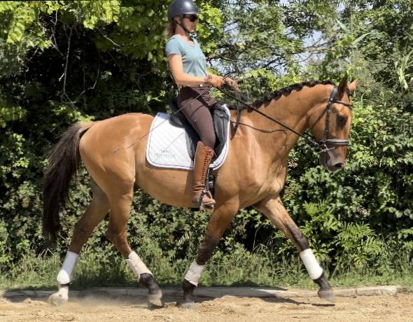 Caballo castrado AES Anglo European Studbook En venta 2020 Dun