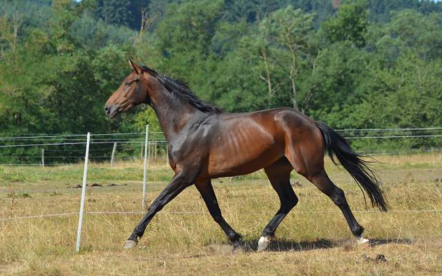 Yegua Oldenburgués En venta 2021 Bayo moreno