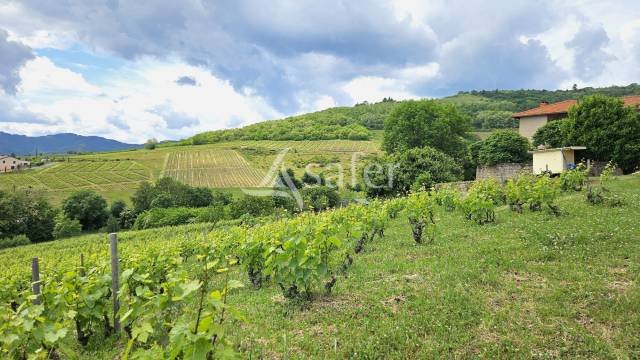 Explotación vitícola / Viñedo En venta Ródano