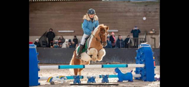 Caballo castrado Shetland En venta 2012 Pío