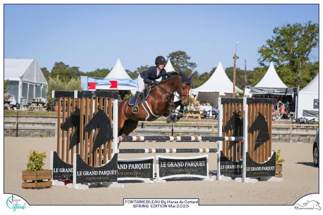 Caballo castrado sBs Caballo de Deporte Belga En venta 2016 Bayo por Nectar du murier