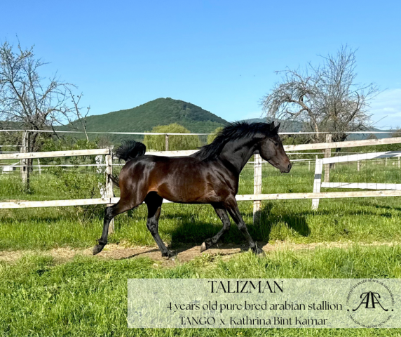 Semental Pura Sangre Arabe En venta 2021 Negro por 6373 Tango