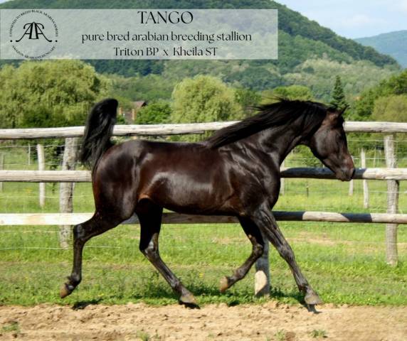 Semental Pura Sangre Arabe En venta 2015 Negro por Triton BP