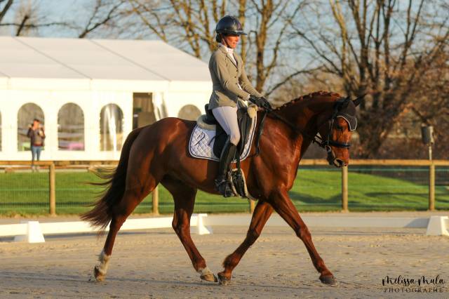 Caballo castrado Anglo-Arabe En venta 2019 Alazán tostado