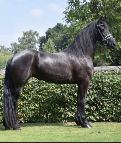Yegua Frisón En venta 2016 Negro