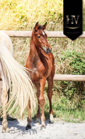 Potro KWPN Caballo de Deporte Neerlandés En venta 2025 Bayo por About You II