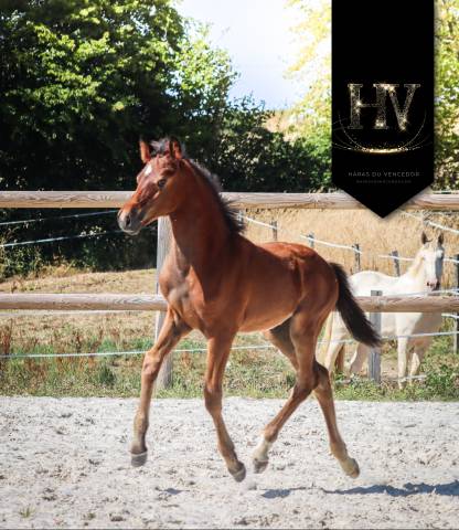 Potro KWPN Caballo de Deporte Neerlandés En venta 2025 Bayo por About You II