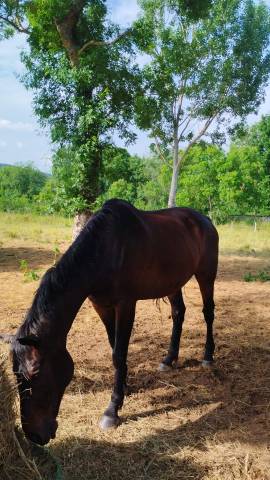 Caballo castrado Silla Francés En venta 2010 Bayo