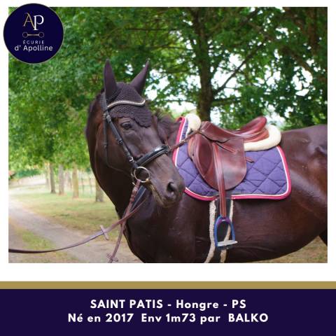 Caballo castrado Pura Sangre En venta 2017 Negro