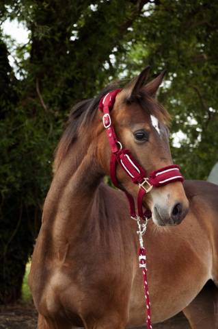 Potro Silla Francés En venta 2024 Bayo por Conte Bellini