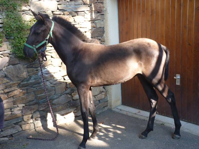 Caballo entero Lusitano En venta 2025 Negro por SOLO DE LA COMBE