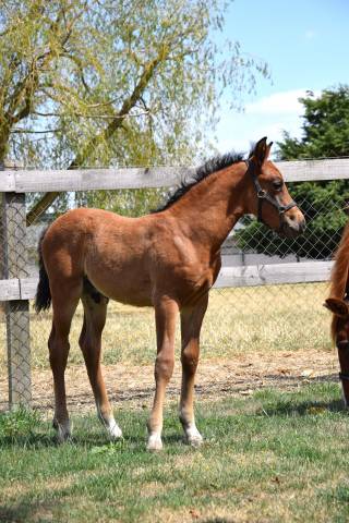 Potro PFS Poni Françés de Silla En venta 2025 Bayo moreno por A FLY STAR DES HOUX