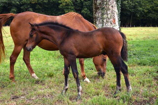 Potro PFS Poni Françés de Silla En venta 2025 Bayo moreno por A FLY STAR DES HOUX