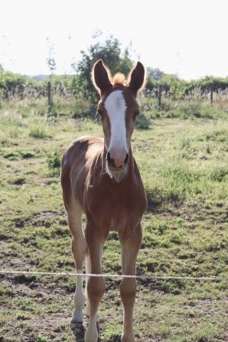 Potranca sBs Caballo de Deporte Belga En venta 2025 Alazán por Newston Sitte LB