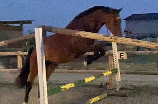 Caballo castrado Silla Francés En venta 2021 Bayo por Salto de l Isle
