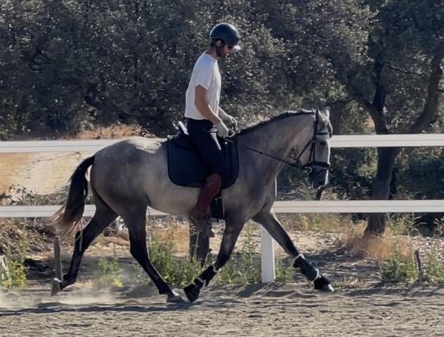Luna – Potra PRE con nobleza, corazón y calidad 