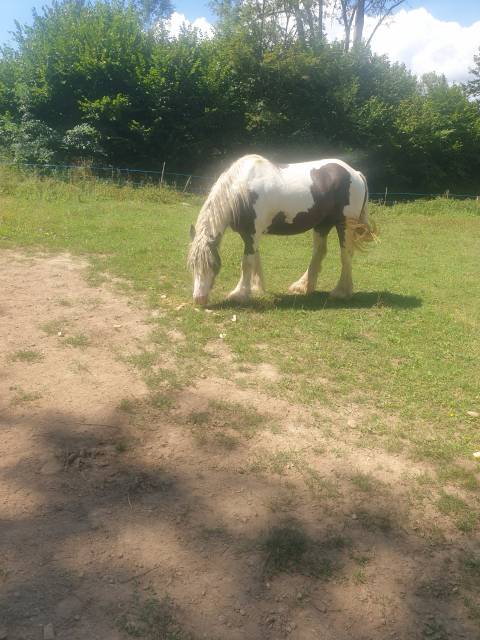 Yegua Gypsy Cob En venta 2018 Pío por BRAVEHEART