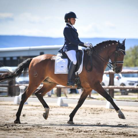 Caballo castrado Lusitano En venta 2016 Bayo por No Records.