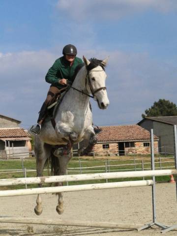 Caballo castrado Origen No Constatado En venta 2016 Tordo
