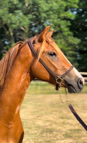 Yegua PFS Poni Françés de Silla En venta 2022 Alazán