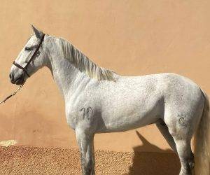 Caballo castrado PRE Pura Raza Española En venta 2015 Tordo