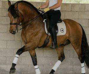 Caballo castrado PRE Pura Raza Española En venta 2018 Otra capa
