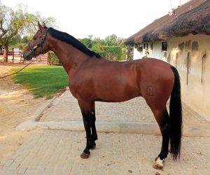 Caballo entero Arabe En venta 2021 Bayo