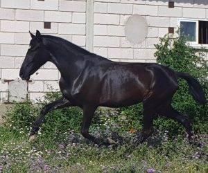 Yegua PRE Pura Raza Española En venta 2022 Negro