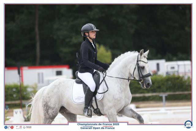 Semental Connemara En venta 2014 Tordo por Paps Late