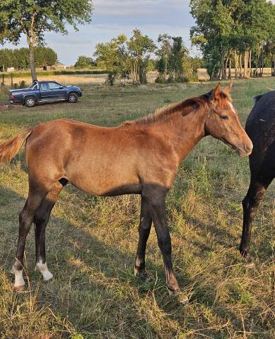 Potranca Pura Sangre Arabe En venta 2025 Tordo por A F MANJAROH 