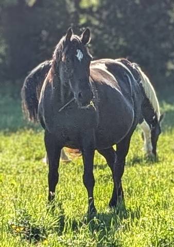 Yegua Paint Horse En venta 2015 Negro