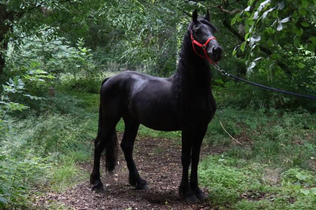 Caballo entero Arabo Frisón En venta 2020 Negro por Zabir