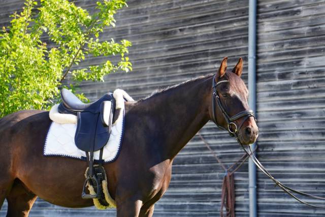 Caballo castrado KWPN Caballo de Deporte Neerlandés En venta 2018 Bayo moreno