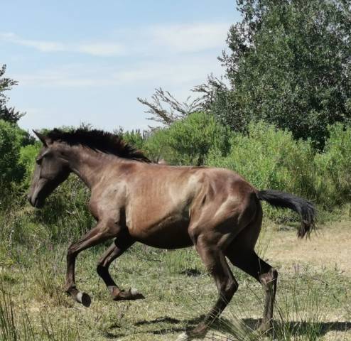 Potranca Lusitano En venta 2024 Negro