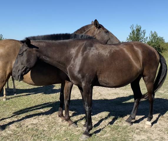 Yegua de ganadería Lusitano En venta 2009 Negro