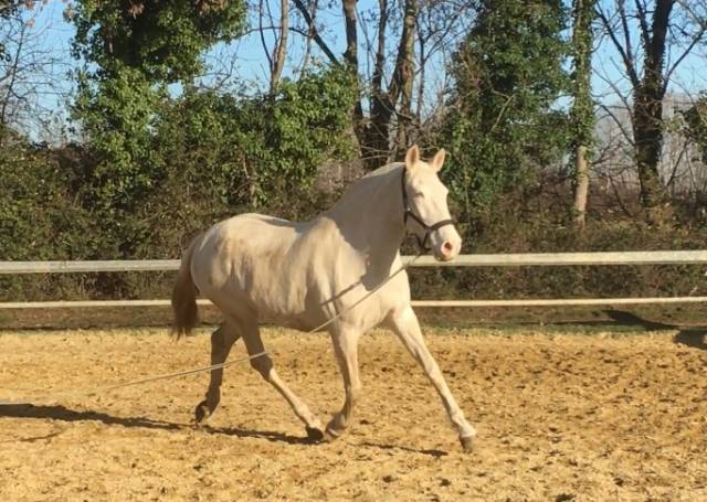 Yegua de ganadería Lusitano En venta 2009 Crema por Verdi Sc