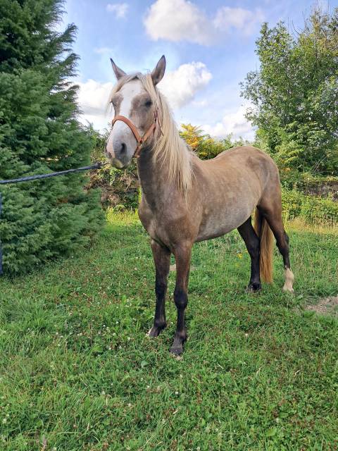 Caballo castrado Connemara En venta 2023 Tordo por ELWING DE VUZIT