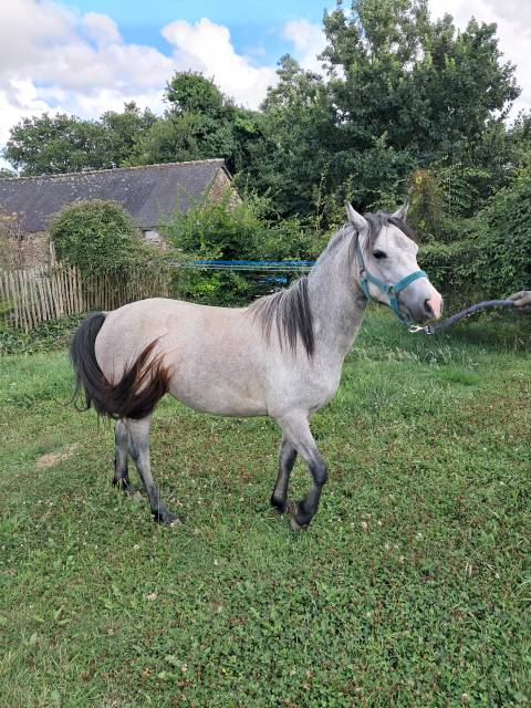 Potranca Welsh Poni (Sección B) En venta 2023 Tordo por Jalisko de Kervé,WTC