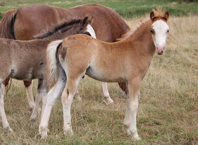 Potro Welsh Poni (Sección A) En venta 2025 Alazán tostado por IZ PERFECT DU KRYSTAL