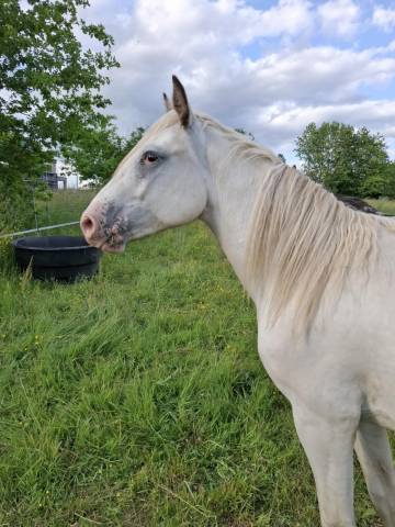 Potranca Appaloosa En venta 2023 Otra capa por Makee Cream Illusion