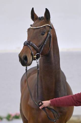 Caballo castrado Oldenburgués En venta 2021 Bayo
