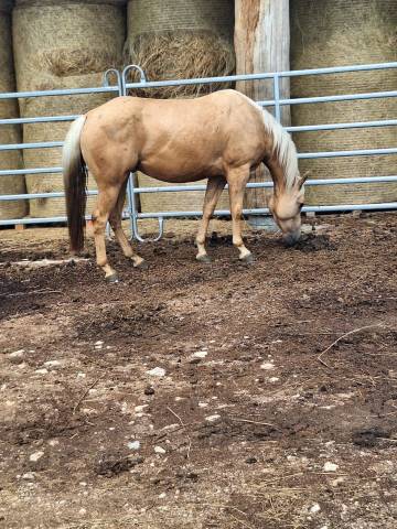 Caballo castrado Quarter Horse En venta 2021 Palomino por Hh another hanka