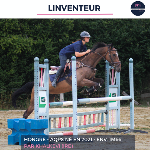 Caballo castrado AQPS En venta 2021 Bayo por khalkevi