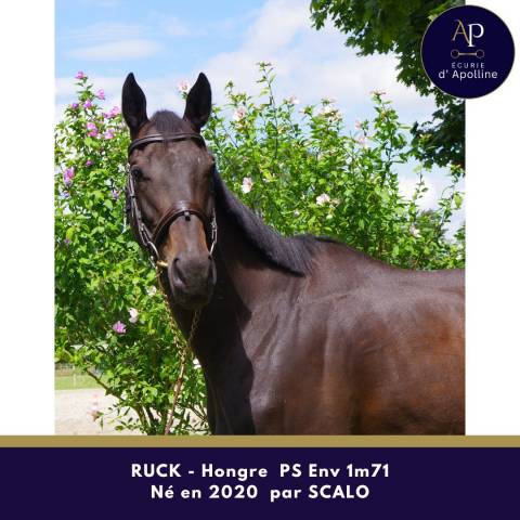 Caballo castrado Pura Sangre En venta 2020 Bayo
