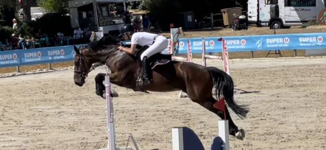 Caballo castrado Silla Francés En venta 2016 Bayo por QUATRO DE RIVERLAND